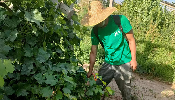 CEM微生物技術在甘肅敦煌葡萄白粉病防治實驗中的應用